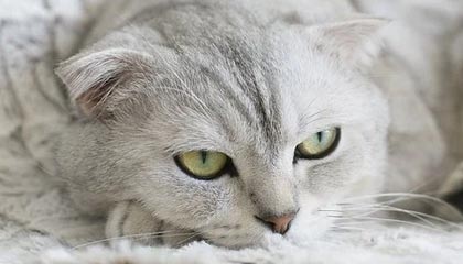 海盐最新公积金卡提取现金方法app方法分析(最方便真实的海盐公积金卡怎样从手机里取出来?方法)